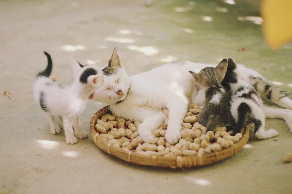 cats, kittens, felines, family, basket, herd of cats, animals, kittens, family, nature, family, family, family, family