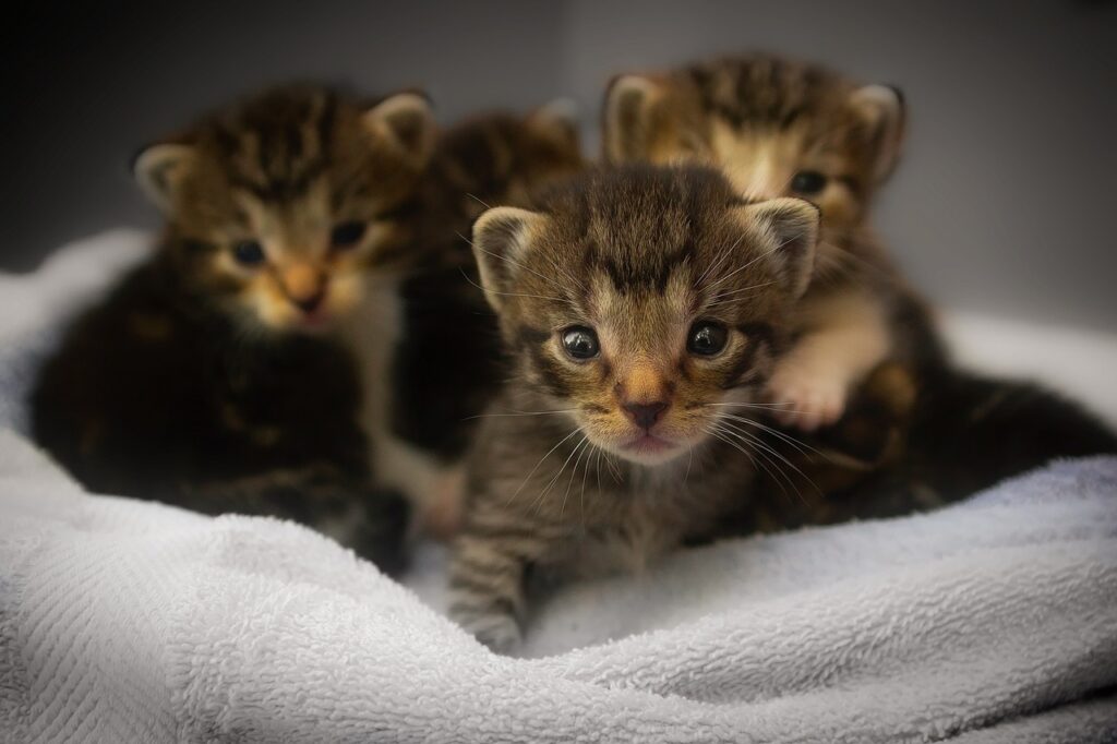 kittens, cats, feline, nature, animals, macro, closeup, cute, adorable, babies, beautiful, soft, kittens, kittens, kittens, kittens, kittens