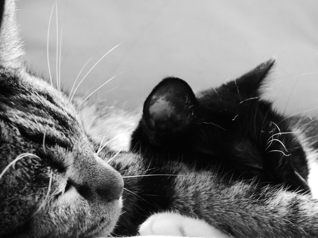 cats, black and white, sleep, cats, cats, cats, cats, cats