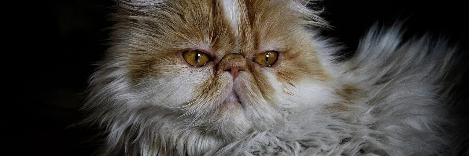 cat, persian, persian cat, pet, animal, persian cat, nature, persian cat, persian cat, persian cat, persian cat